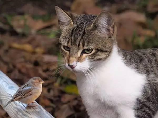 猫咪爱咬人怎么办？用猫的思维和行为方式解决咬人问题