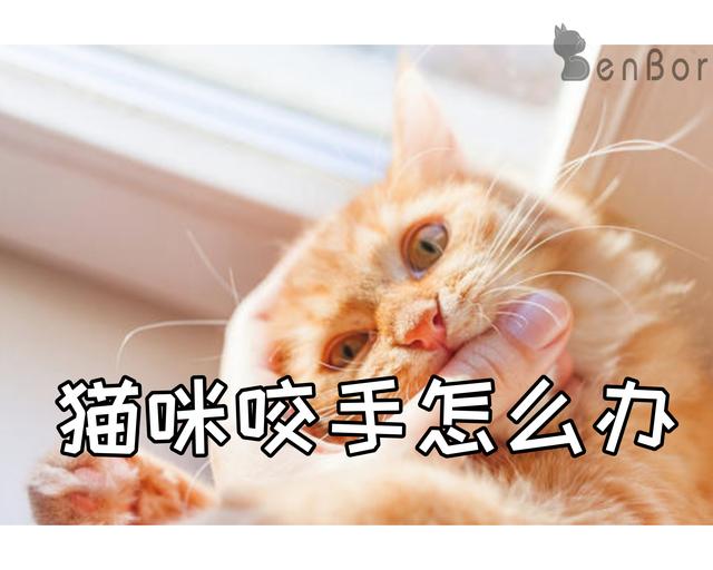 猫咪爱咬人怎么办？用猫的思维和行为方式解决咬人问题