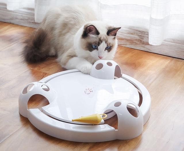 猫咪爱咬人怎么办？用猫的思维和行为方式解决咬人问题