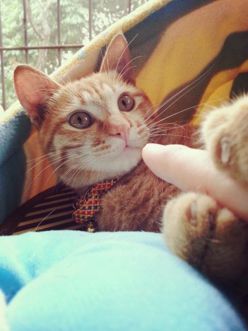 猫咪爱咬人怎么办？用猫的思维和行为方式解决咬人问题