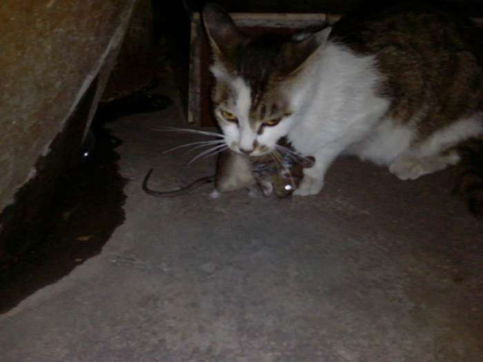 女子半夜听到啼哭声, 以为是家中来了不祥之物, 得知后无语了