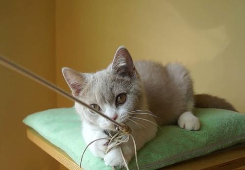 猫咪爱咬人怎么办？用猫的思维和行为方式解决咬人问题