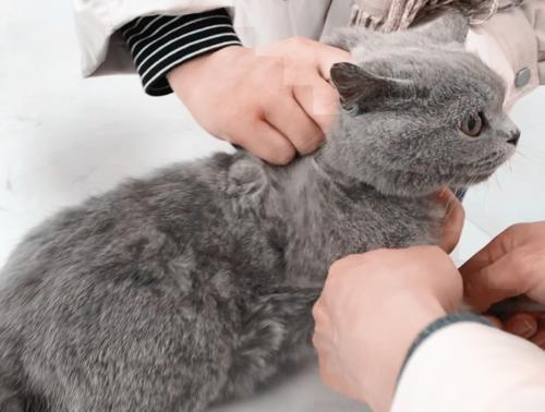 猫咪爱咬人怎么办？用猫的思维和行为方式解决咬人问题