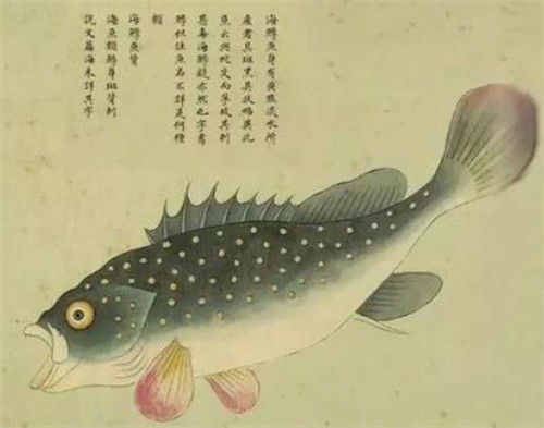故宫有本清朝画册，画了300种怪物，唯独这条美人鱼让专家很激动