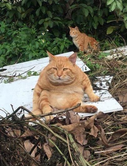橘猫生气离家出走,主人找到后,被猫咪的坐姿逗的捧腹大笑!