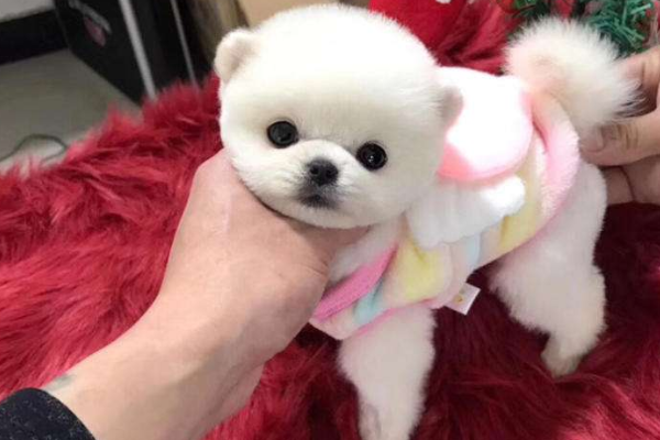 茶杯犬那么可爱,为什么却要说它最可怜呢?看完忍住不哭!