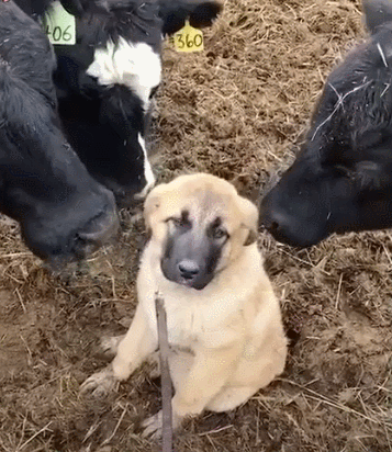 小狗去奶牛场后,被一群奶牛团团围住还舔它,狗:谁来救救我!