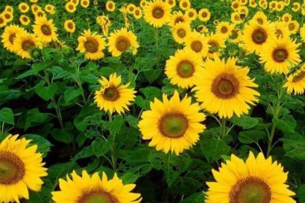 此花所代表的是阳光一般的希望,是夏日的金黄色的花朵
