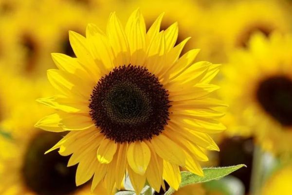 此花所代表的是阳光一般的希望,是夏日的金黄色的花朵