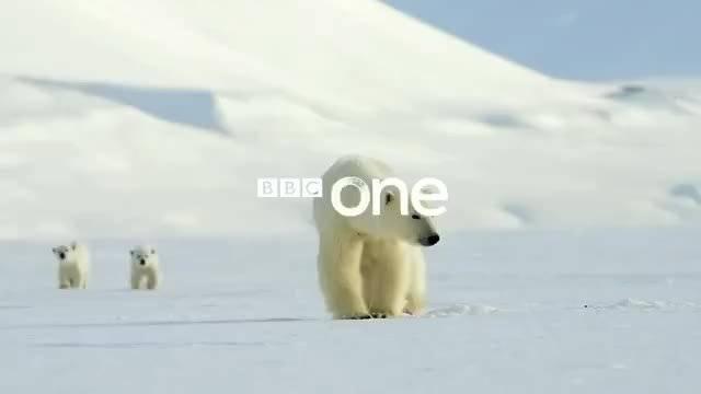 小北极熊崽被自己的食物吓到，摔了个屁股墩