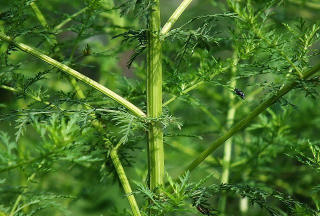 喂猪都不割的野草,农民夏天用它做凉茶,屠呦呦靠它获了诺贝尔奖