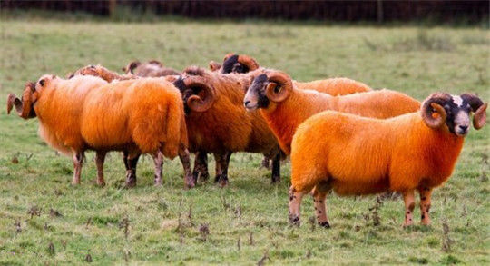 草原上发现黄色一片,走近一看却是一群黄羊,知道原因让人佩服