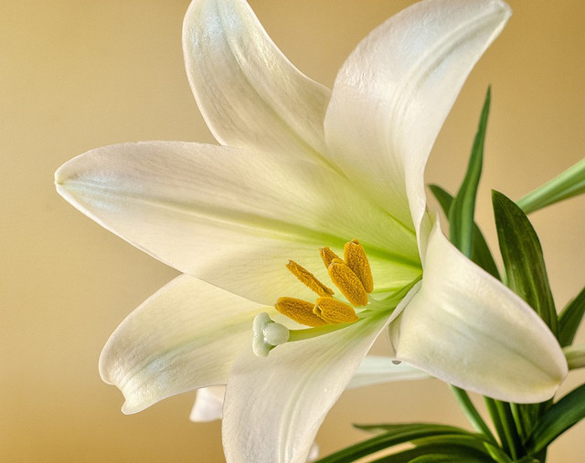 象征纯洁而干净的鲜花,有着纯洁的花语含义,可将其送给恋人,表达自己