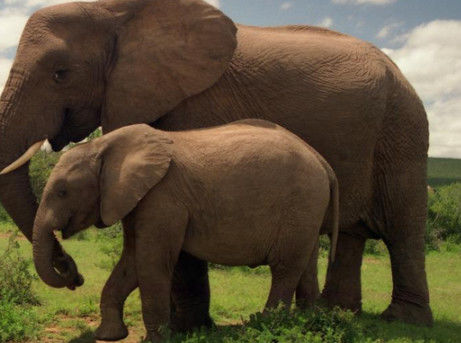 小象出生之后,大象妈妈却狠狠地用脚踢它,知道原因让人感动不已