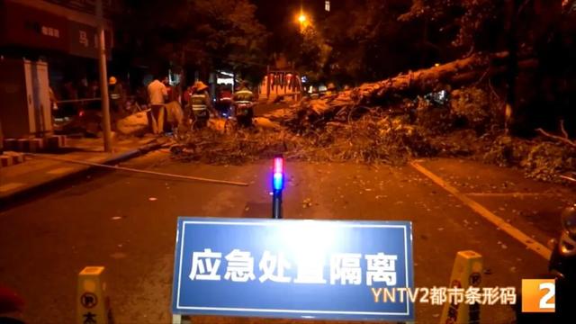 吓得够呛!30米桉树轰然倒下,汽车玻璃被砸出大洞,多部门紧急排查隐患