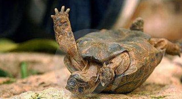 全世界最辣的死神辣椒被乌龟误吞后下一秒达到龟生巅峰