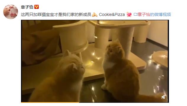 章子怡发文否认怀孕,原来新成员另有其人