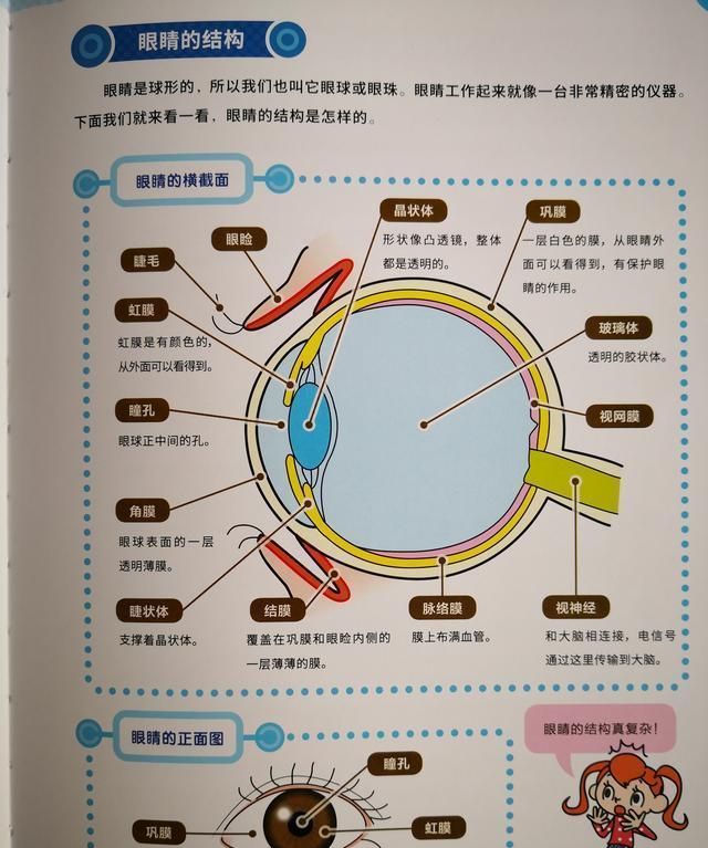 小学阶段必看的眼睛奥秘科普书,了解眼睛才会主动保护