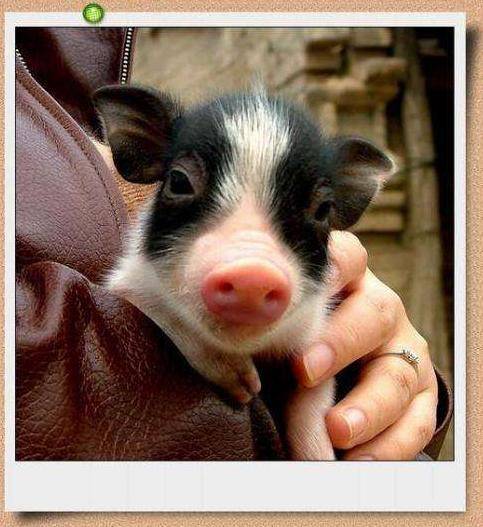 带宠物猪去纹身,猪猪全程惨叫,主人很满意网友却认为太残忍了