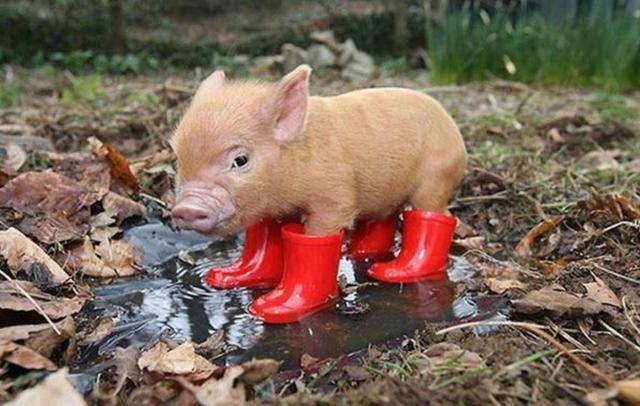 带宠物猪去纹身,猪猪全程惨叫,主人很满意网友却认为太残忍了