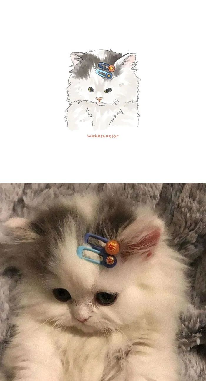 呆萌猫咪的水彩插画又来了,这一次看完不笑,算我输