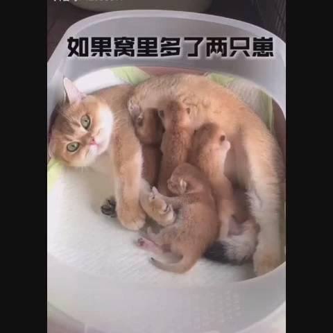 窝里多了n只崽，猫儿吓到起立