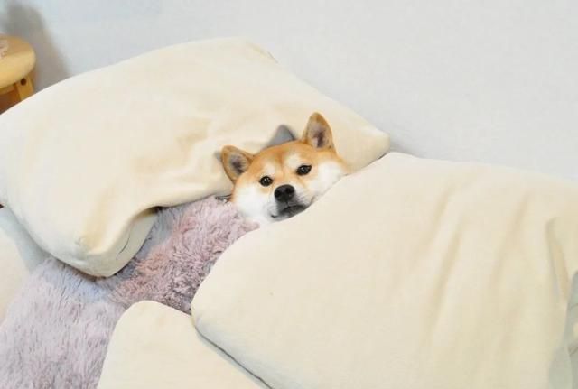 日本网红柴犬的表情包又火了,网友:这次真的被可爱到了!