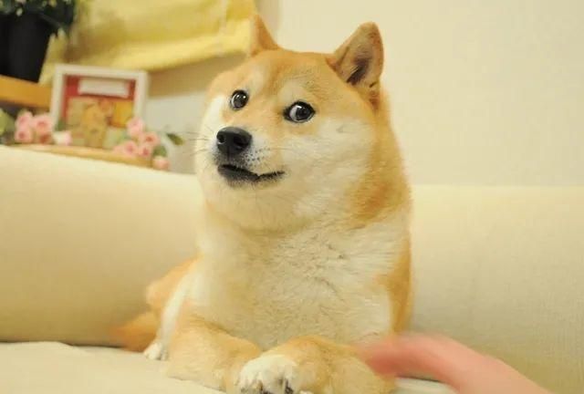 日本网红柴犬的表情包又火了,网友:这次真的被可爱到了!
