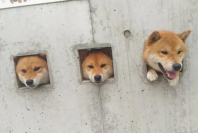 日本网红柴犬的表情包又火了,网友:这次真的被可爱到了!
