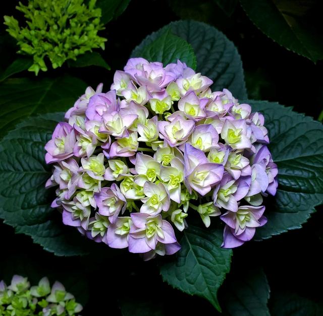 绣球花盆栽在花期可以淋雨吗淋雨闷根的绣球花怎么养剪就行了