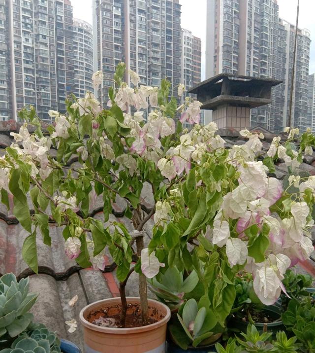 严重缺水的三角梅浇透水后掉光花了会死苗吗?不会,新芽会全是花