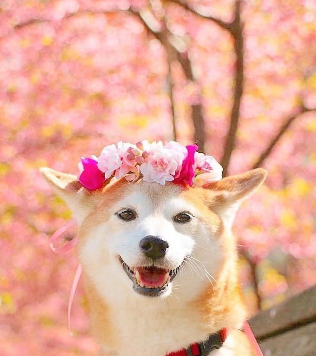 日本网红柴犬的表情包又火了,网友:这次真的被可爱到了!