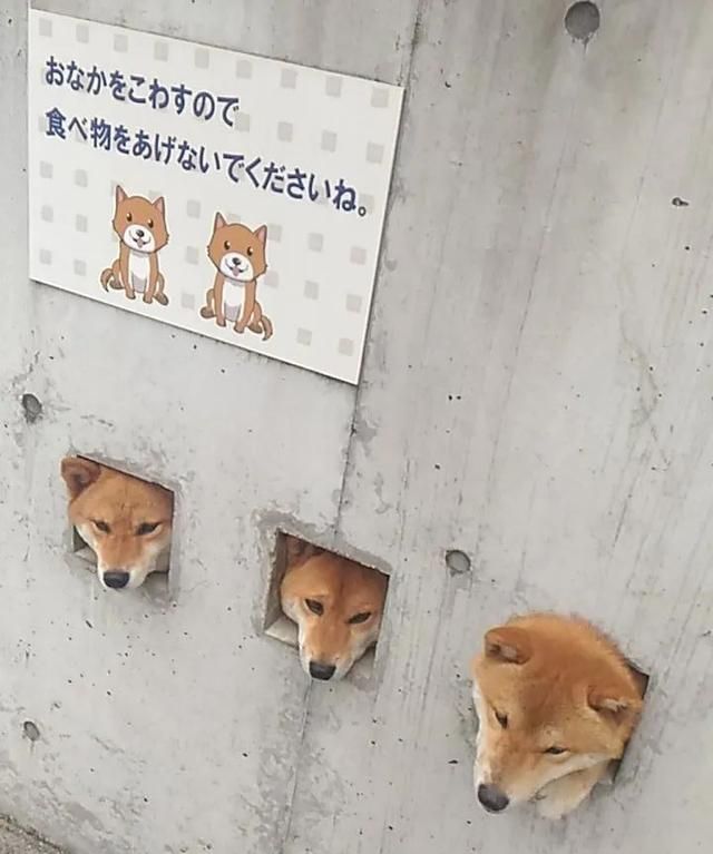 日本网红柴犬的表情包又火了,网友:这次真的被可爱到了!
