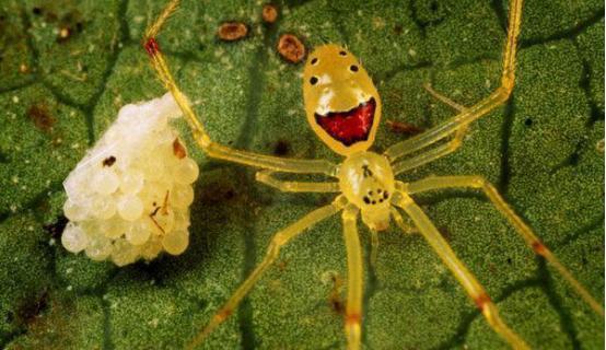 世界上最罕见的蜘蛛,身体仅长5毫米,全身透明,却长着一张笑脸