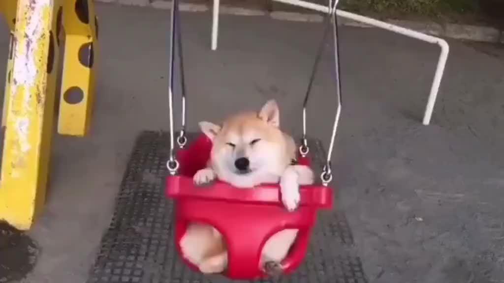柴犬特爱坐秋千,一晃就开心得飞起,笑容超治愈