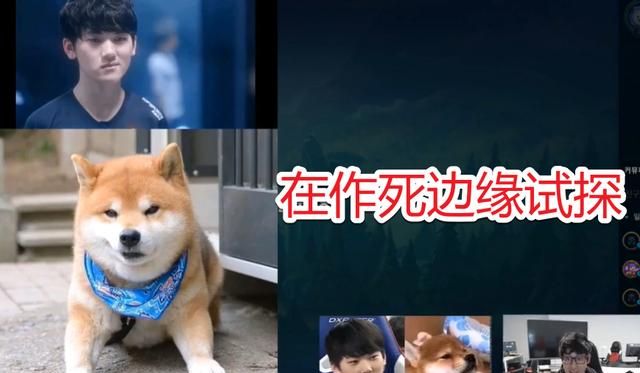 jackeylove柴犬图,jackeylove柴犬头像 karsa直播整活,放出jackeylove女装图,被发现后直接挨揍了