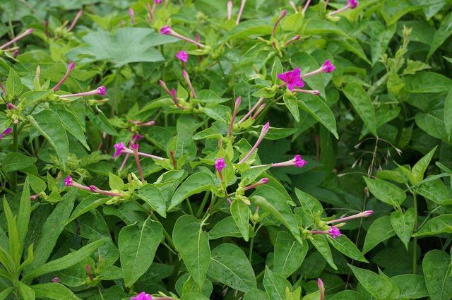 紫茉莉一到夏天就开花,养护方法也不难,补水就能天天开花
