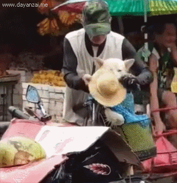 在集市上突遇大雨,老爷爷冒雨给狗子穿上雨衣,自己淋湿却顾不上