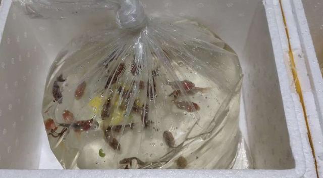 饲养的观赏鱼不想要了,可以做如下处置,某些品种绝对不能放生