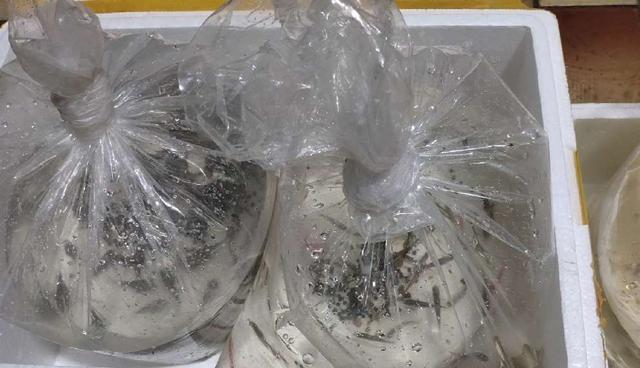 饲养的观赏鱼不想要了,可以做如下处置,某些品种绝对不能放生