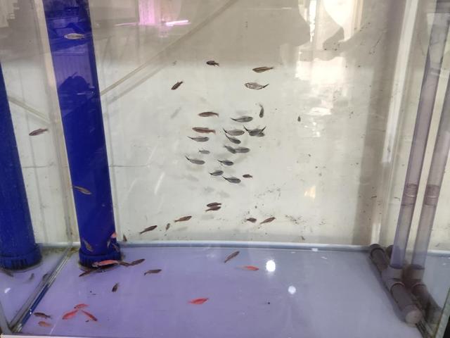 饲养的观赏鱼不想要了,可以做如下处置,某些品种绝对不能放生