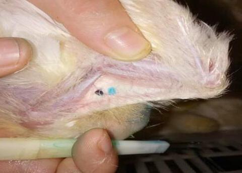 粘模型鸡痘——一种夏秋鸡病致死率最高达50%的鸡病，您知道么？