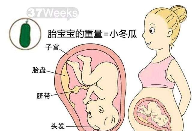 怀孕最后六周胎儿能长多少?胎儿的这些变化代表着宝宝