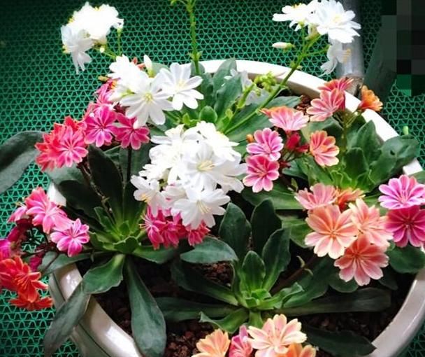 早春天气冷该养什么花卉 居家盆栽露微花 植株砰砰开个不停 花卉 桃金娘 栽培 新浪新闻