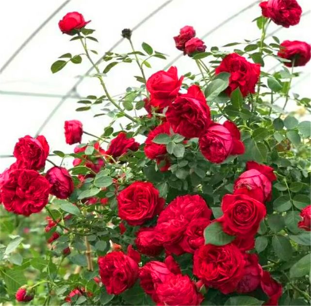 该怎么区分玫瑰花与月季花?