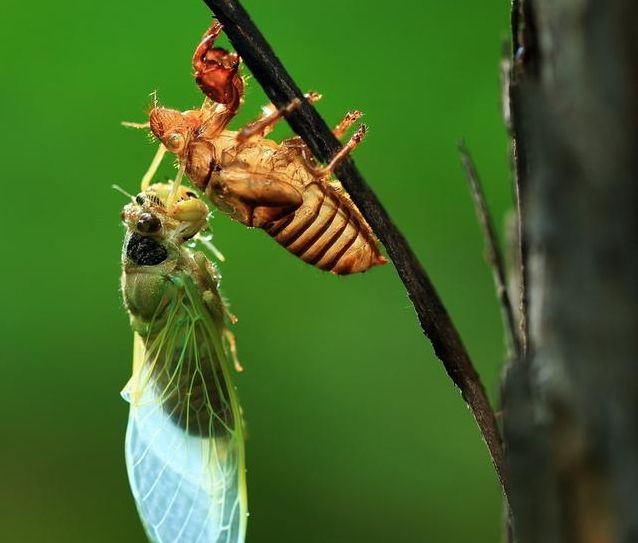 最近很火的金蝉,给MJJ来点意见。欢迎提问~-MSN-谷姐靓号网