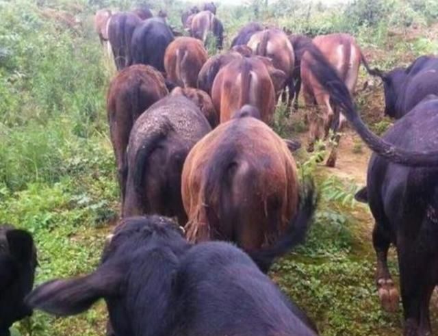 U8国际- U8国际官方网站- U8体育APP下载农村养殖：资金少也可以搞养殖赚钱选择这几个种动物有一万元成本足够了！