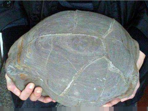 乌龟怎么钓鱼 ef66-iwasyei8694174.jpg