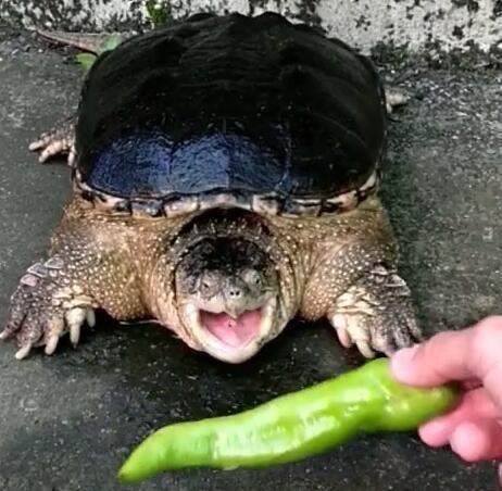 农村男子太缺德,竟然给乌龟吃辣椒,乌龟表情亮了!