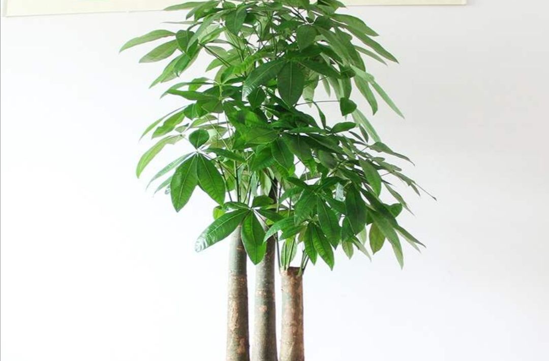 冬天室内养发财树,3个位置不能摆放,容易对植株造成伤害